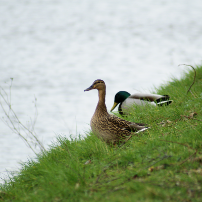 Ducks, par Xavier E. G. Dierick